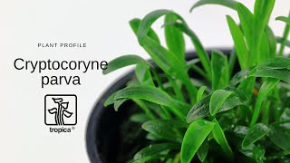 Cryptocoryne parva [upl. by Craig98]