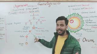 Gametogenesis part 2 Oogenesis अंड जनन and structure of Ovum [upl. by Ulyram]