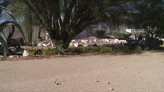 Wild javelina attacks Tucson woman at her home [upl. by Radburn747]