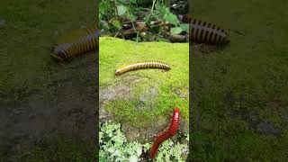 Red and Yellow millipede  Short [upl. by Tansy]