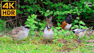 Cat TV for Cats to Watch 😺 Cute Birds and Bunnies 🐰 8 Hours 4K HDR [upl. by Gabbey]