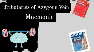 TRIBUTARIES OF AZYGOUS VEIN  made easy  mnemonic [upl. by Farika]