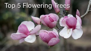 Top 5 Flowering Trees [upl. by Auhsot]