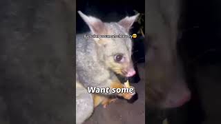 Australian Possums Try Cheese Fries for the First Time [upl. by Gerk]