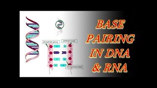 Base Pairing in DNA and RNA [upl. by Ranchod543]