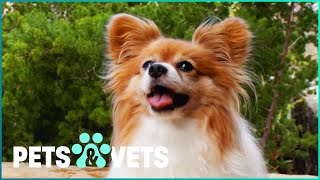 Should You Get A Papillon Puppy  Pets In Paradise [upl. by Singer]