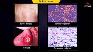 spirochetes microbiology  Animation [upl. by Matthaus719]