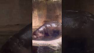 Cute Pygmy Hippo 🦛🥹 [upl. by Darrick]