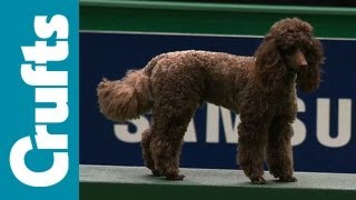 Agility  Team  Small Semi Final  Crufts 2012 [upl. by Verneuil]