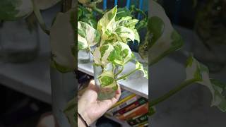 NJoy Pothos propagation result with a new leaf 😍 plants shorts njoypothos [upl. by Anilyx]