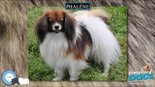 Phalène 🐶🐾 Everything Dog Breeds 🐾🐶 [upl. by Dasa]