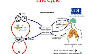 Pathogenic free living amoeba lecture [upl. by Htur]