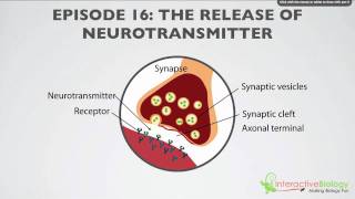 016 The Release of Neurotransmitter [upl. by Asiulairam]