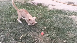 Lulu cat likes to play with a small ball🏀🏀🥎⚾⚽ [upl. by Lasiaf278]