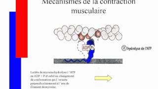 Mécanismes de la contraction musculairesavi [upl. by Jacquenette]