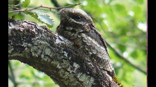 Ziegenmelker Ruf Caprimulgus europaeus [upl. by Belier]