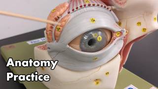 Eye Anatomy  Review and Quiz [upl. by Weisbrodt825]