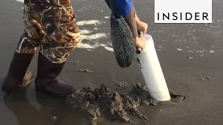 How To Catch Fresh Razor Clams [upl. by Xed]