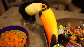 My Toucan Gets Easily Annoyed Things He HATES [upl. by Brasca]