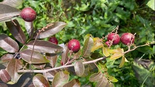 unique berry fruitlook like lichi  अनोखा बेरी फल  shortgarden fruit berry YouTube [upl. by Clarine]