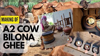 Making Of A2 Cow Bilona Ghee  Traditional Bilona Method A2 Desi Cow Ghee At Nyutam Farm [upl. by Edmund]