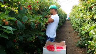 Fast way of Picking Raspberries [upl. by Lebna100]