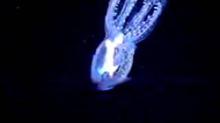 Cephalopod video Vitreledonella richardi [upl. by Annaillil]