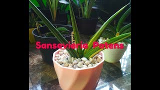 Sansevieria Hybrid Ed Eby  Patens Variegated [upl. by Yartnoed]