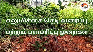 எலுமிச்சை சாகுபடி  Elumichai Maram Valarpu Tamil  Elumichai Sedi Valarpathu Eppadi  Lemon Tree [upl. by Ebonee]