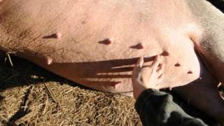 Rosie the Pig gets a Tummy Rub [upl. by Laurita]