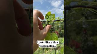 Tiny Fruits With Big Flavor Cucamelons gardening [upl. by Onahpets]