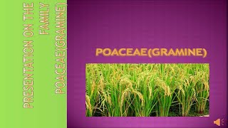 Poaceae Family Characteristics Gramineae [upl. by Noreen]