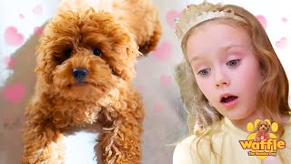 Waffle The Wonder Dog Full Episode Compilation For Kids  WildBrain Zigzag [upl. by Alolomo539]