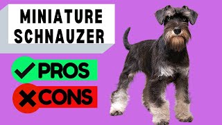 Miniature Schnauzer Pros and Cons [upl. by Anita]