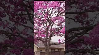 Tabebuia rosea pink flowering tree at roadside nature relaxing tabebuia floweringplant [upl. by Irtimd]