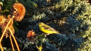 Bird enjoying sunflower seeds [upl. by Nnaycart]