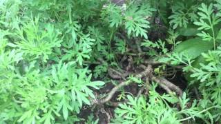 Grow garden how to plant boswellia dioscoridis and artemisia Absinthium [upl. by Kally]