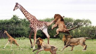 Lion Attack Giraffe National Geographic [upl. by Anuaf]