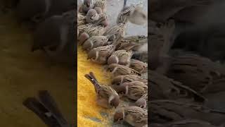 Birds eating food shoets youtubeshorts [upl. by Musa]