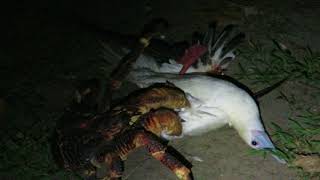 Coconut crab attacks bird [upl. by Tingey]