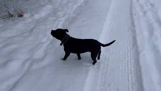 Which Staffordshire Bull Terrier doesnt like snow [upl. by Ave]