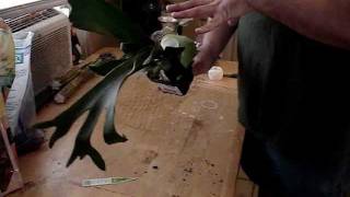 How to tree mount staghorn ferns [upl. by Adnicaj]