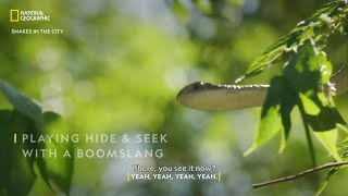 Hide and Seek with a Boomslang  Snakes In The City  National Geographic [upl. by Irahcaz]