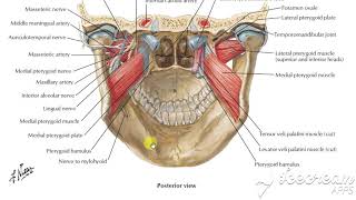 Medial pterygoid muscle 3 [upl. by Vtehsta]