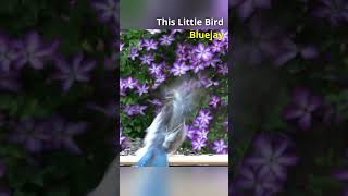 This Little Bird  Bluejay [upl. by Mailli]