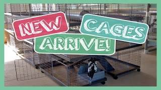 New Cages Arrive  KW Bunny Villas [upl. by Oiliduab]