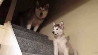 Stubborn Alaskan Malamute Puppy [upl. by Anaet]