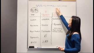 Cellular Respiration Glycolysis Krebs Cycle Electron Transport Chain [upl. by Randell]