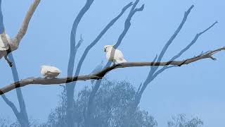 Sulphurcrested Cockatoo at Archerfield Wetlands [upl. by Huoh]