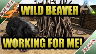 ARK HAPPENED  WILD BEAVERS DO THE WORK [upl. by Veno351]